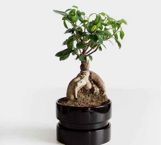 免费ddos攻击网页端