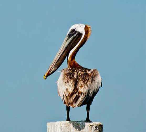 ddos攻击器安卓ios下载