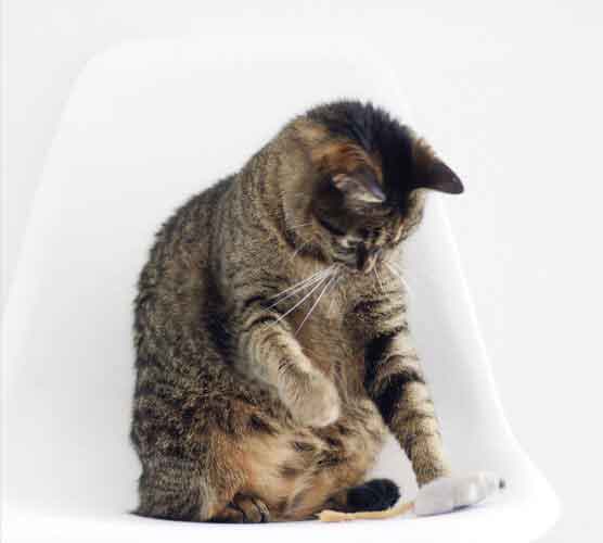 帮您提升品质的DDOS在线压力测试